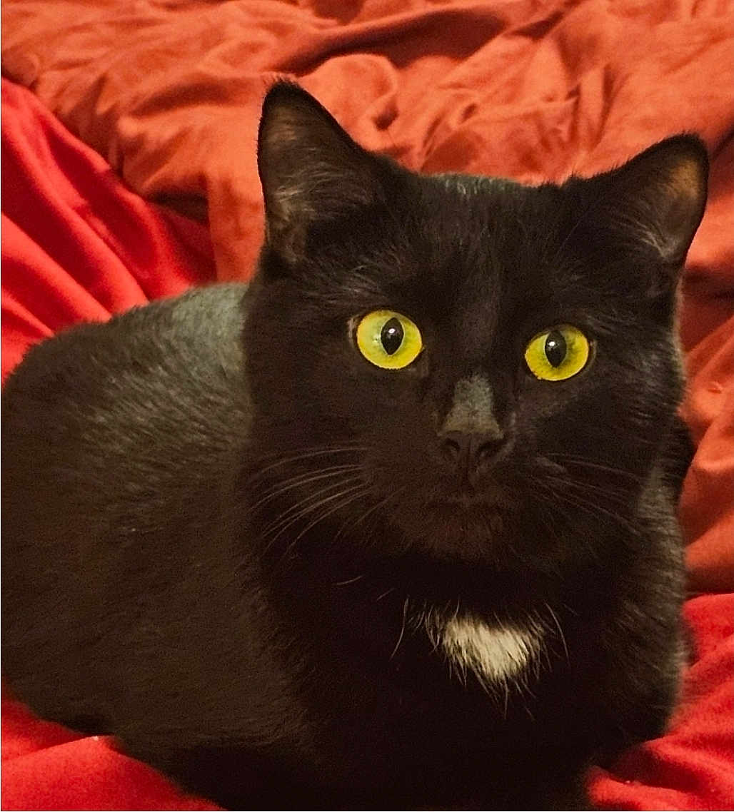 P.i.t.a. is registered to the contest to win money with this photo: cat, black_cat, yellow_eyes, white_patch, pet, animal, feline, indoor, red_blanket, cozy, fur, whiskers, closeup, portrait, resting, cute, domestic_cat, alert, soft, bed