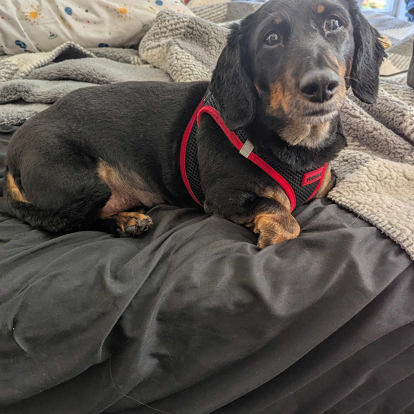 Tater joined the competition — help win amazing prizes! animal, bed, black, blanket, canine, companion, cozy, cute, dachshund, dog, fur, home, indoor, looking, pet, pillow, relaxed, resting, tan, window