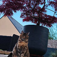 Noumea a rejoint le concours — aidez-le/la à gagner de superbes lots ! cat, tabby_cat, outdoor, plant, tree, planter, wooden_deck, sky, blue_sky, red_leaves, fence, garden, grass, shrub, house, roof, wicker_chair, pet, animal, nature