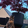 cat, tabby_cat, outdoor, plant, tree, planter, wooden_deck, sky, blue_sky, red_leaves, fence, garden, grass, shrub, house, roof, wicker_chair, pet, animal, nature