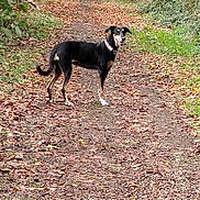 Naia participe au concours pour gagner de l'argent avec cette photo : dog, forest, path, leaves, autumn, nature, outdoor, animal, greenery, walking, canine, trees, trail, pets, fall, scenery, wildlife, brown, black, collar