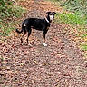 dog, forest, path, leaves, autumn, nature, outdoor, animal, greenery, walking, canine, trees, trail, pets, fall, scenery, wildlife, brown, black, collar