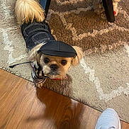 Simba joined the competition — help win amazing prizes! dog, pet, clothing, hat, black_outfit, small_dog, indoor, rug, wooden_floor, footwear, sneaker, looking_up, curious, cute, animal, floor, furniture_leg, toy, shadow, home