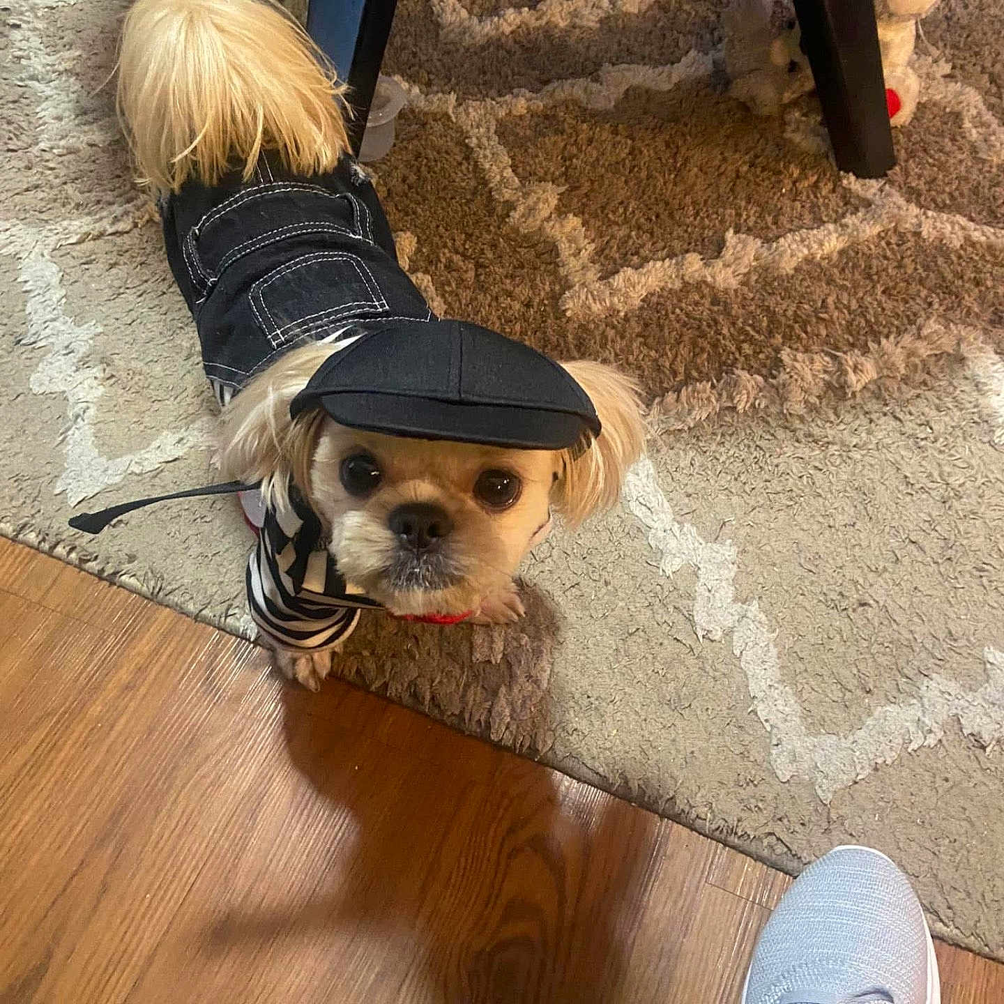 Simba joined the competition — help win amazing prizes! animal, black_outfit, clothing, curious, cute, dog, floor, footwear, furniture_leg, hat, home, indoor, looking_up, pet, rug, shadow, small_dog, sneaker, toy, wooden_floor