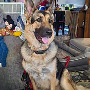 Nova is registered to the contest to win money with this photo: dog, german_shepherd, indoor, carpet, couch, plush_toy, mickey_mouse, dog_bed, living_room, furniture, table, chair, smiling_dog, pet, animal, tongue_out, happy, home, cozy, floor