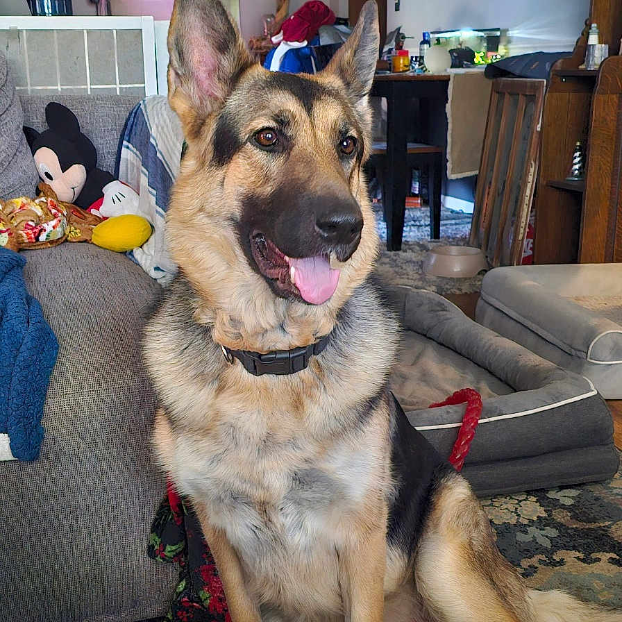 Nova