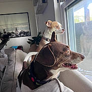 Yippee joined the competition — help win amazing prizes! dog, window, couch, indoor, pet, curious, beige, collar, light, daylight, portrait, looking, animal, furniture, home, living_room, two_dogs, ears, snout, background