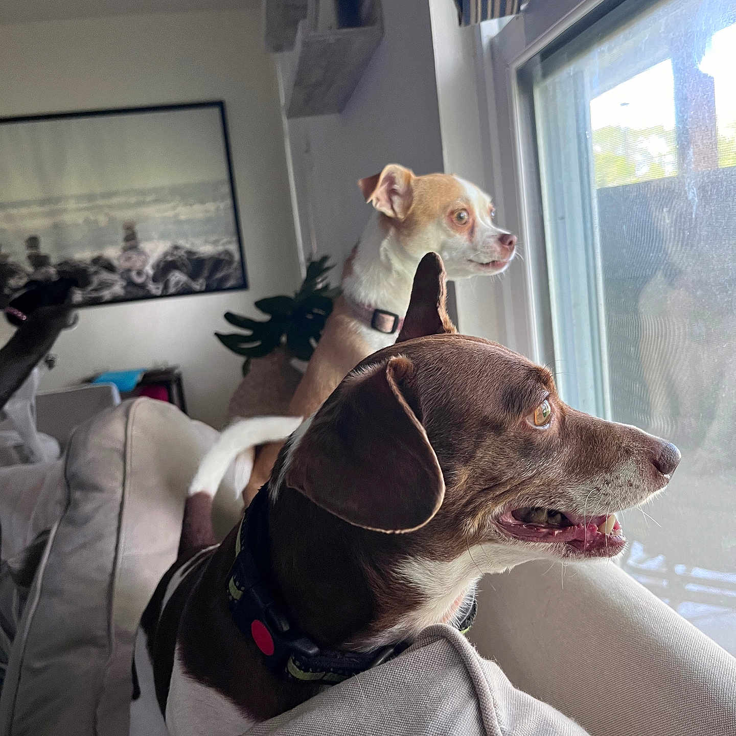 Yippee joined the competition — help win amazing prizes! animal, background, beige, collar, couch, curious, daylight, dog, ears, furniture, home, indoor, light, living_room, looking, pet, portrait, snout, two_dogs, window