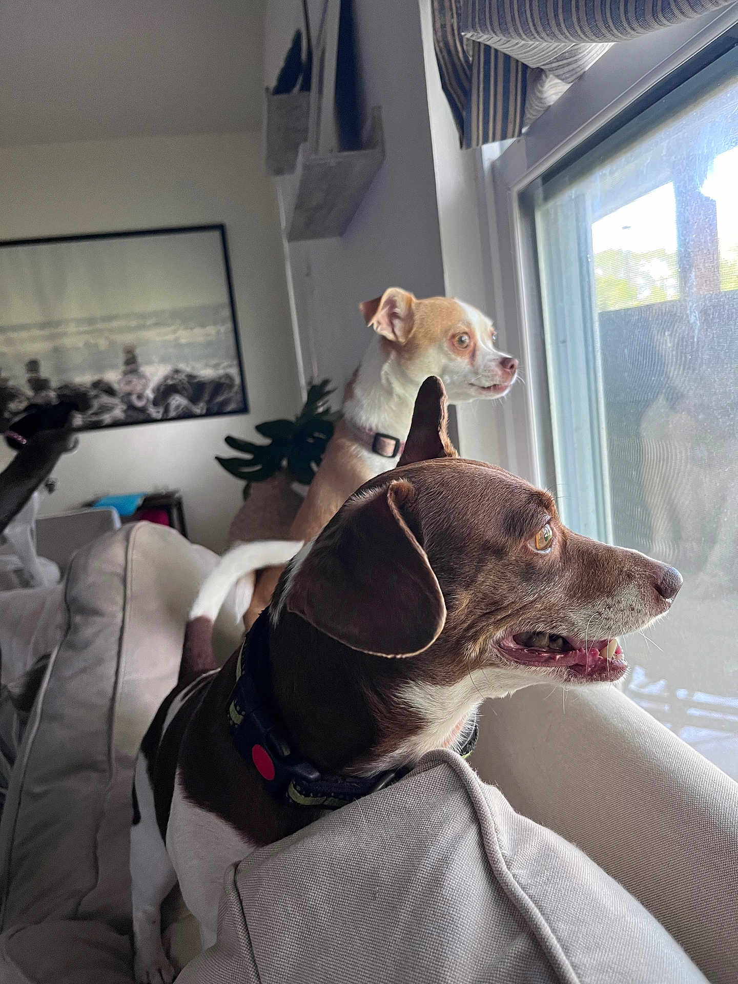 Yippee joined the competition — help win amazing prizes! dog, window, couch, indoor, pet, curious, beige, collar, light, daylight, portrait, looking, animal, furniture, home, living_room, two_dogs, ears, snout, background