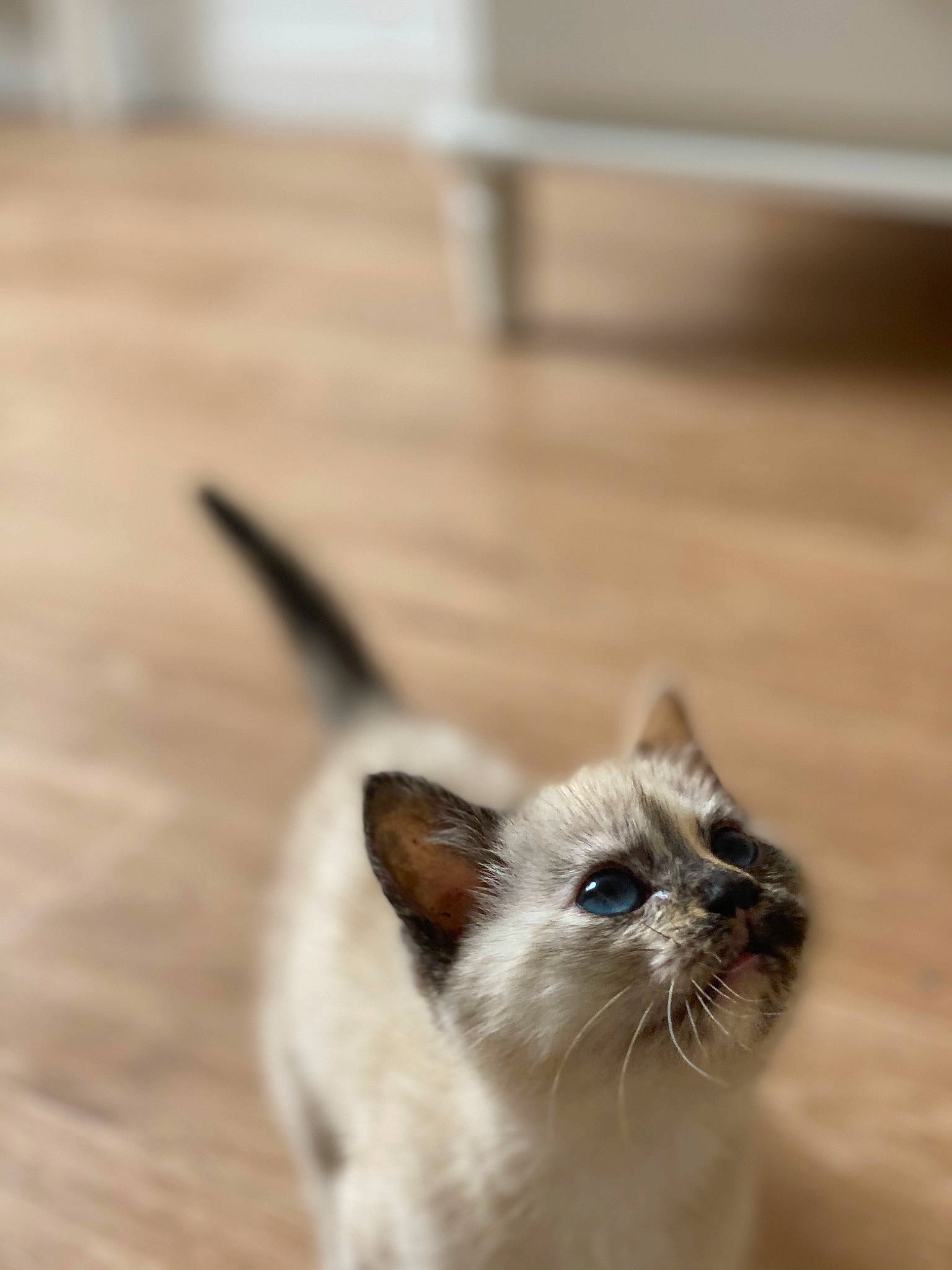 Mina a rejoint le concours — aidez-le/la à gagner de superbes lots ! balance, carnivore, cat, fawn, felidae, flooring, fur, hardwood, siamese, small_to_medium_sized_cats, snout, terrestrial_animal, whiskers, wood, wood_flooring, wood_stain