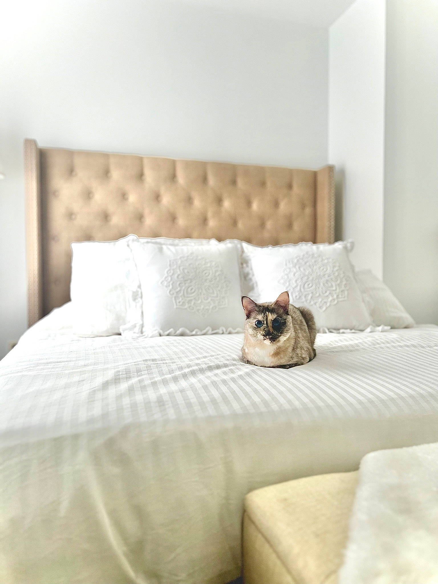 Mina a rejoint le concours — aidez-le/la à gagner de superbes lots ! azure, bed_sheet, bedding, bedroom, cat, comfort, couch, floor, flooring, furniture, grey, hardwood, interior_design, linens, pillow, plant, rectangle, room, throw_pillow, wood