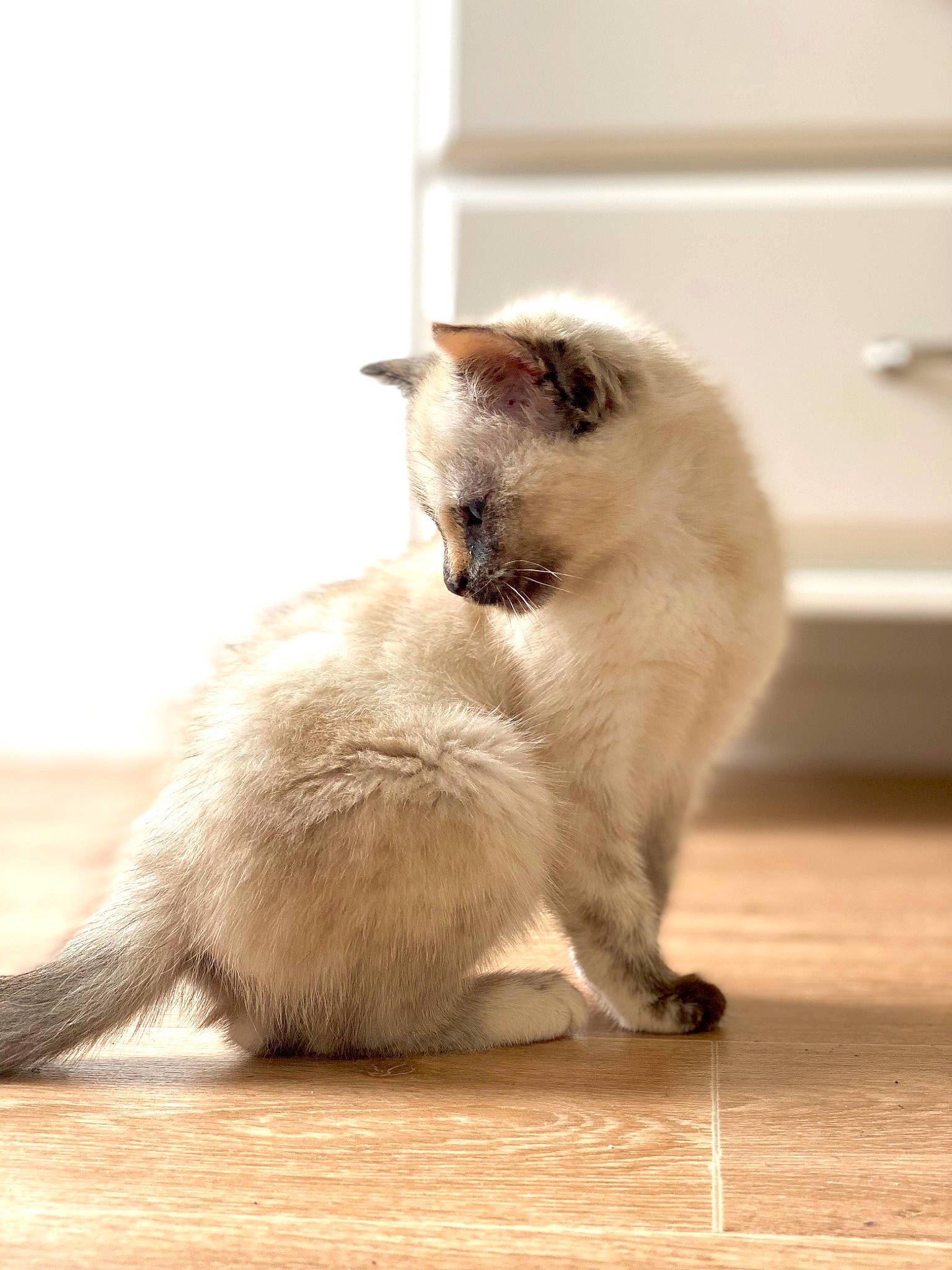 Mina a rejoint le concours — aidez-le/la à gagner de superbes lots ! birman, carnivore, cat, comfort, fawn, felidae, flooring, foot, fur, hardwood, paw, siamese, small_to_medium_sized_cats, snout, tail, terrestrial_animal, thai, whiskers, wood, wood_flooring
