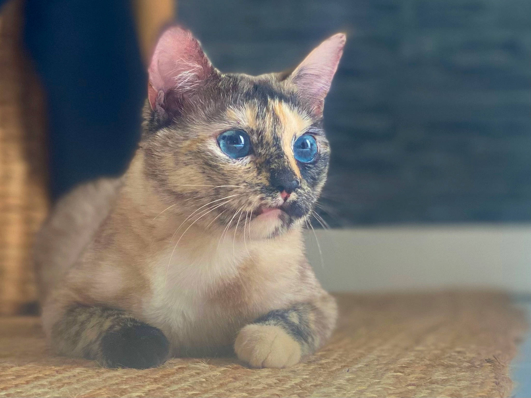 Mina participe au concours pour gagner de l'argent avec cette photo : carnivore, cat, domestic_short_haired_cat, door, electric_blue, fawn, felidae, flooring, foot, fur, hardwood, paw, small_to_medium_sized_cats, snout, tail, terrestrial_animal, thai, whiskers, window, wood