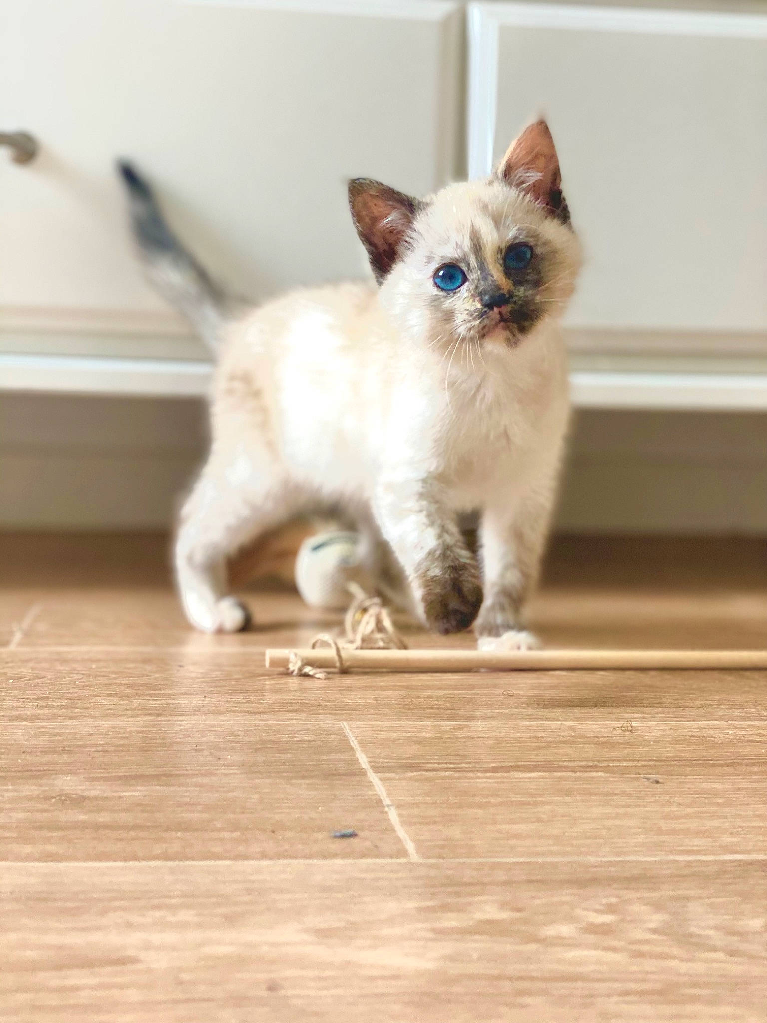 Mina participe au concours pour gagner de l'argent avec cette photo : carnivore, cat, claw, domestic_short_haired_cat, fawn, felidae, flooring, fur, hardwood, laminate_flooring, paw, small_to_medium_sized_cats, snout, tail, thai, varnish, whiskers, wood, wood_flooring, wood_stain