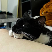 Bones joined the competition — help win amazing prizes! cat, black_and_white, resting, indoor, feline, whiskers, paw, leg, cozy, blurred_background, furniture, blanket, closeup, portrait, domestic_animal, pet, relaxed, animal, soft_light, companion