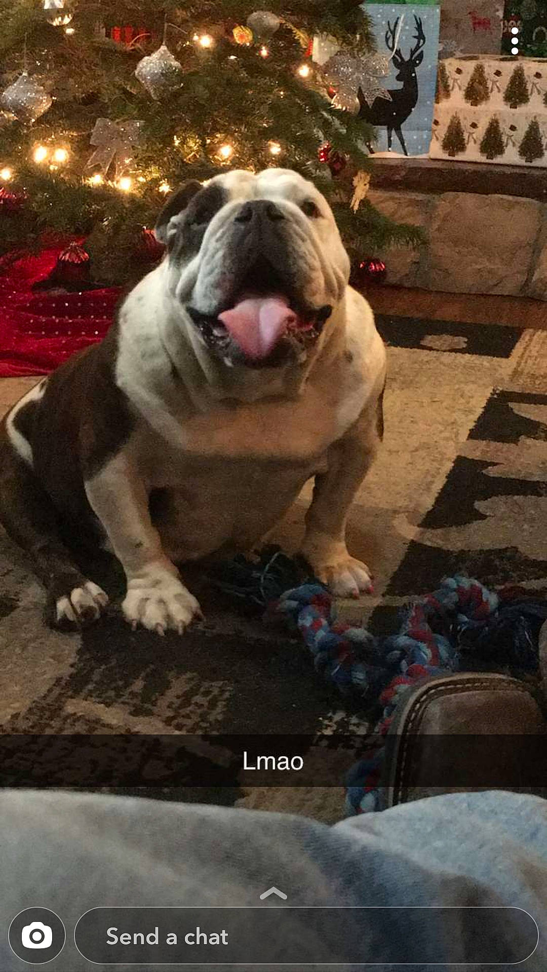 Dyna is registered to the contest to win money with this photo: american_bulldog, ancient_dog_breeds, australian_bulldog, british_bulldogs, bulldog, canidae, carnivore, companion_dog, dog, dog_breed, fawn, mammal, non_sporting_group, old_english_bulldog, olde_english_bulldogge, renascence_bulldogge, snout, toy_bulldog, vertebrate, white_english_bulldog