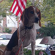 Rex joined the competition — help win amazing prizes! dog, beagle, american_flag, outdoor, table, lamp, plant, flower, leash, suburban, car, house, tree, pet, animal, daylight, nature, curious, backyard, fence