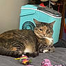 Nala joined the competition — help win amazing prizes! cat, tabby_cat, toy, blanket, bed, indoor, cooler, shoes, shelf, relaxed, furniture, pet, cozy, gray, colorful, patterned, resting, domestic, animal, home