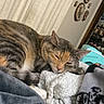 Nala joined the competition — help win amazing prizes! cat, tabby, sleeping, blanket, cozy, indoor, curtain, wall_art, furniture, soft_texture, resting, pet, animal, fur, domestic, comfort, home, relaxation, cute, nap
