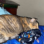 Nala is registered to the contest to win money with this photo: cat, tabby, sleeping, blanket, indoor, cozy, fur, striped, resting, pet, animal, mammal, comfort, warm, closeup, bed, soft, cute, domestic, feline
