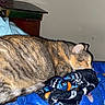cat, tabby, sleeping, blanket, indoor, cozy, fur, striped, resting, pet, animal, mammal, comfort, warm, closeup, bed, soft, cute, domestic, feline