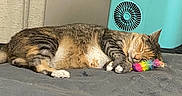 Nala is registered to the contest to win money with this photo: cat, tabby_cat, sleeping, toy, colorful_toy, blanket, bedroom, indoor, cozy, resting, pet, feline, fur, paws, nose, ear, cooler, shoe_rack, home, relaxation