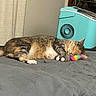 cat, tabby_cat, sleeping, toy, colorful_toy, blanket, bedroom, indoor, cozy, resting, pet, feline, fur, paws, nose, ear, cooler, shoe_rack, home, relaxation