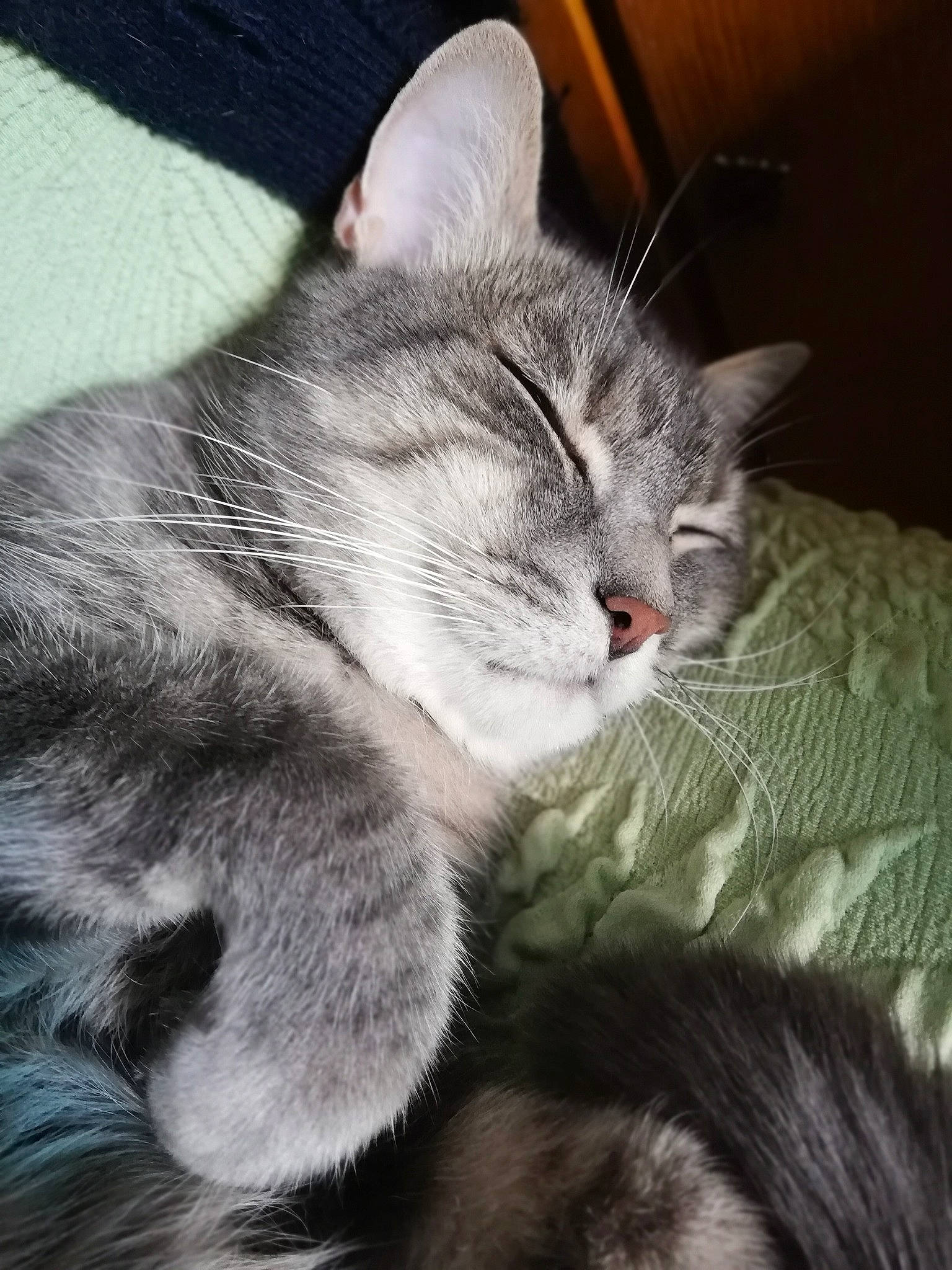 La Grisette participe au concours pour gagner de l'argent avec cette photo : american_shorthair, asian, carnivore, cat, domestic_short_haired_cat, ear, european_shorthair, felidae, fur, kitten, mammal, nap, sleep, small_to_medium_sized_cats, tabby_cat, whiskers