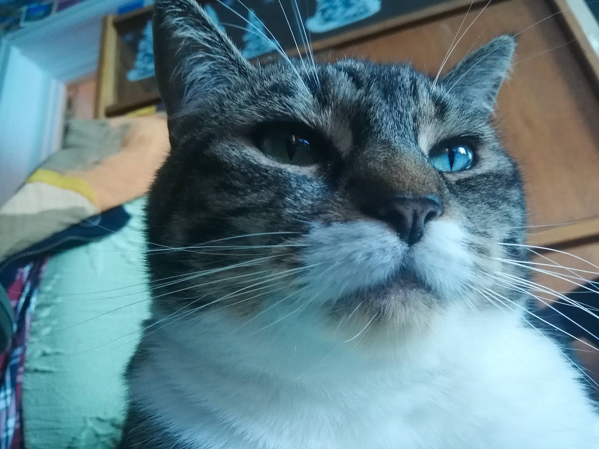 Kalinka a rejoint le concours — aidez-le/la à gagner de superbes lots ! aegean_cat, american_wirehair, asian, carnivore, cat, domestic_long_haired_cat, domestic_short_haired_cat, ear, european_shorthair, eye, felidae, fur, kitten, mammal, nose, ojos_azules, polydactyl_cat, small_to_medium_sized_cats, snout, whiskers