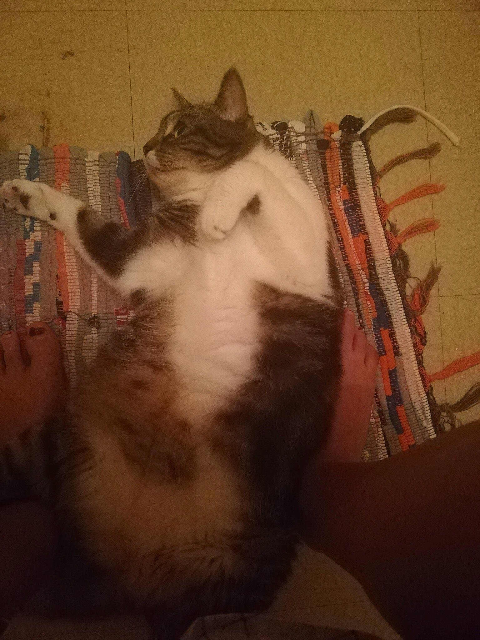 Kalinka a rejoint le concours — aidez-le/la à gagner de superbes lots ! asian, carnivore, cat, domestic_short_haired_cat, ear, european_shorthair, felidae, fur, kitten, maine_coon, norwegian_forest_cat, ragamuffin, ragdoll, small_to_medium_sized_cats, tail, whiskers