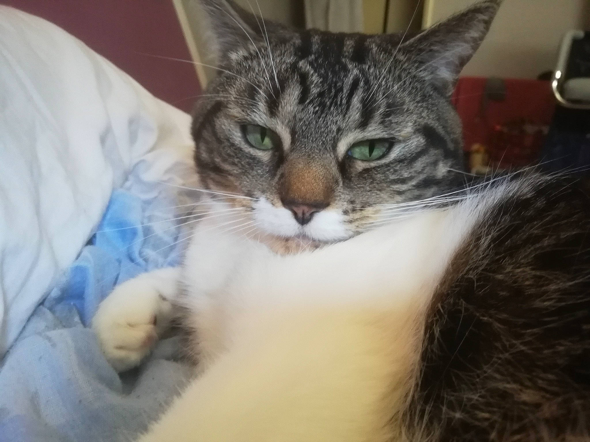 Kalinka participe au concours pour gagner de l'argent avec cette photo : aegean_cat, american_shorthair, american_wirehair, asian, carnivore, cat, close_up, domestic_short_haired_cat, dragon_li, european_shorthair, eye, felidae, fur, kitten, mammal, nose, small_to_medium_sized_cats, snout, tabby_cat, whiskers