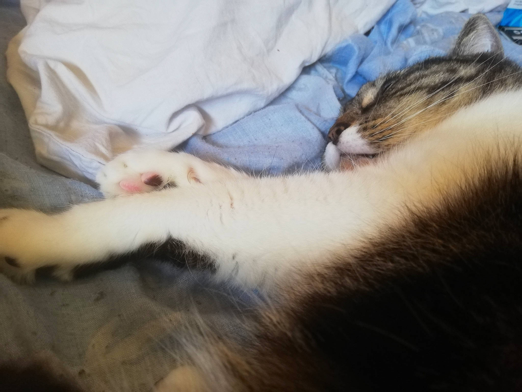 Kalinka participe au concours pour gagner de l'argent avec cette photo : carnivore, cat, ear, eye, felidae, ferret, fur, kitten, nap, skin, sleep, small_to_medium_sized_cats, tail, turkish_van, whiskers