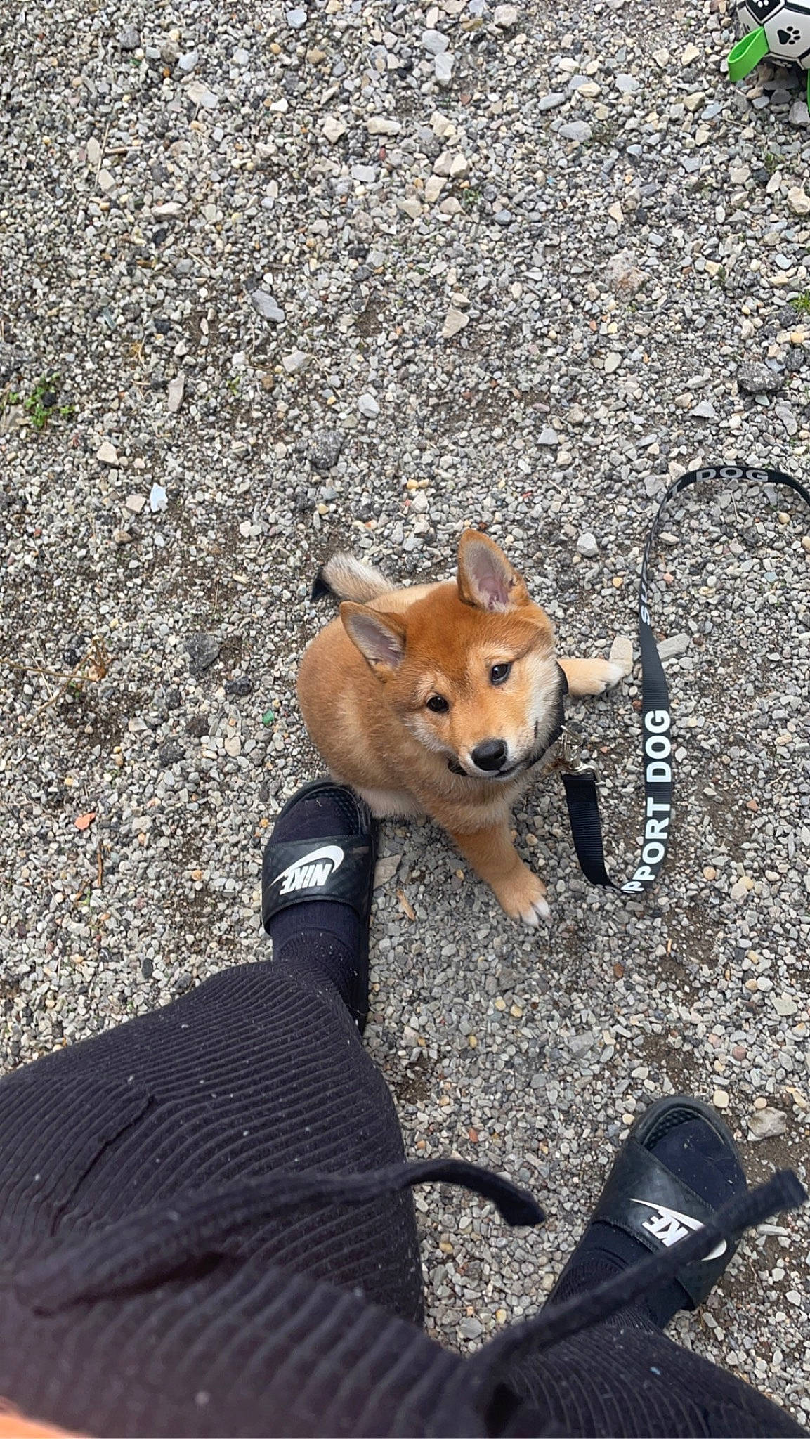 Elijah is registered to the contest to win money with this photo: asphalt, camera, canidae, carnivore, companion_dog, dog, dog_breed, dog_supply, fawn, fur, luggage_and_bags, road_surface, shadow, sidewalk, soil, sporting_group, tail, toy, toy_dog, working_animal