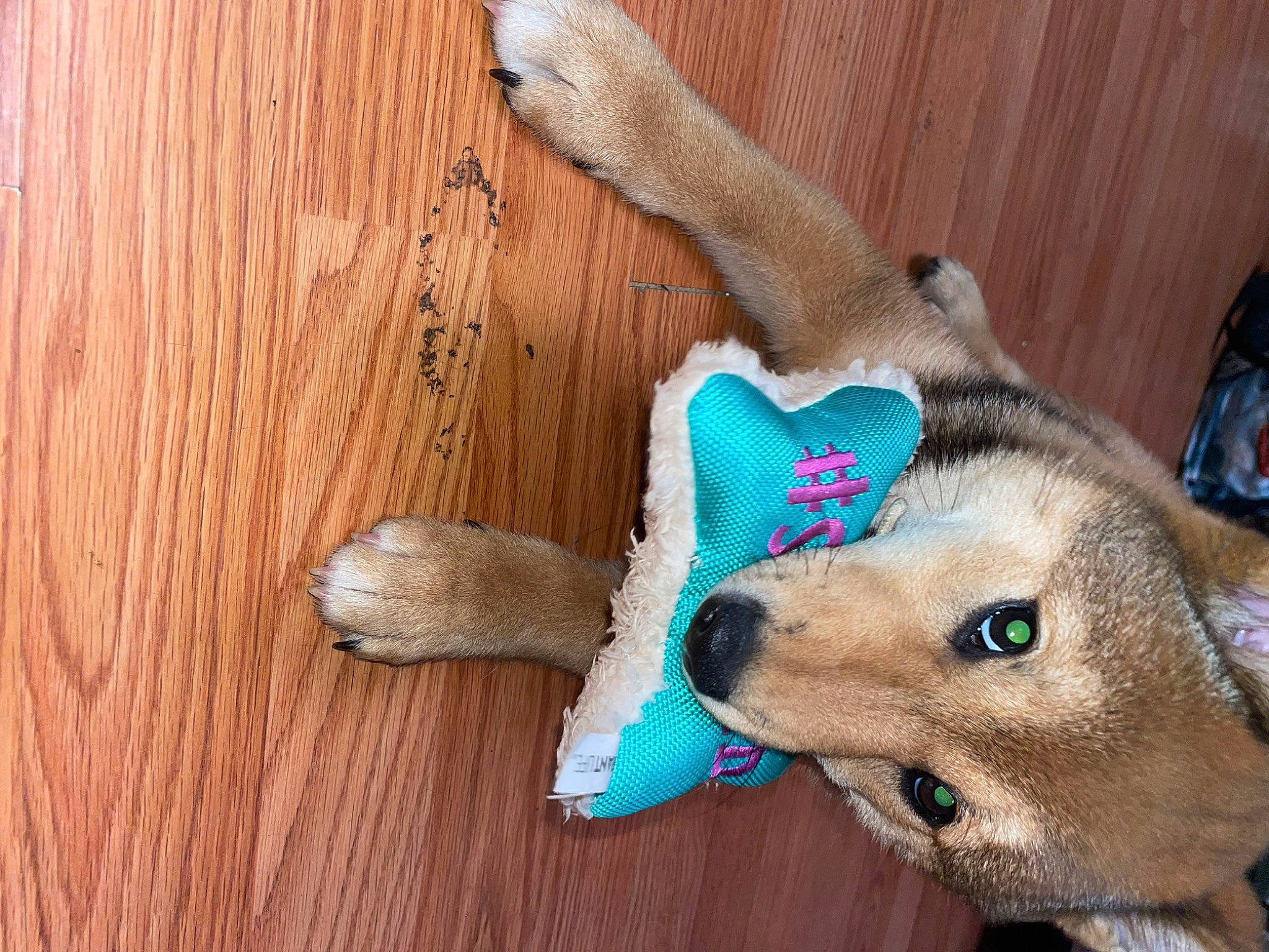 Elijah is registered to the contest to win money with this photo: carnivore, companion_dog, dog, dog_breed, dog_supply, electric_blue, fashion_accessory, fawn, felidae, flooring, fur, hardwood, small_to_medium_sized_cats, snout, spitz, tail, whiskers, wood, wood_stain, working_animal