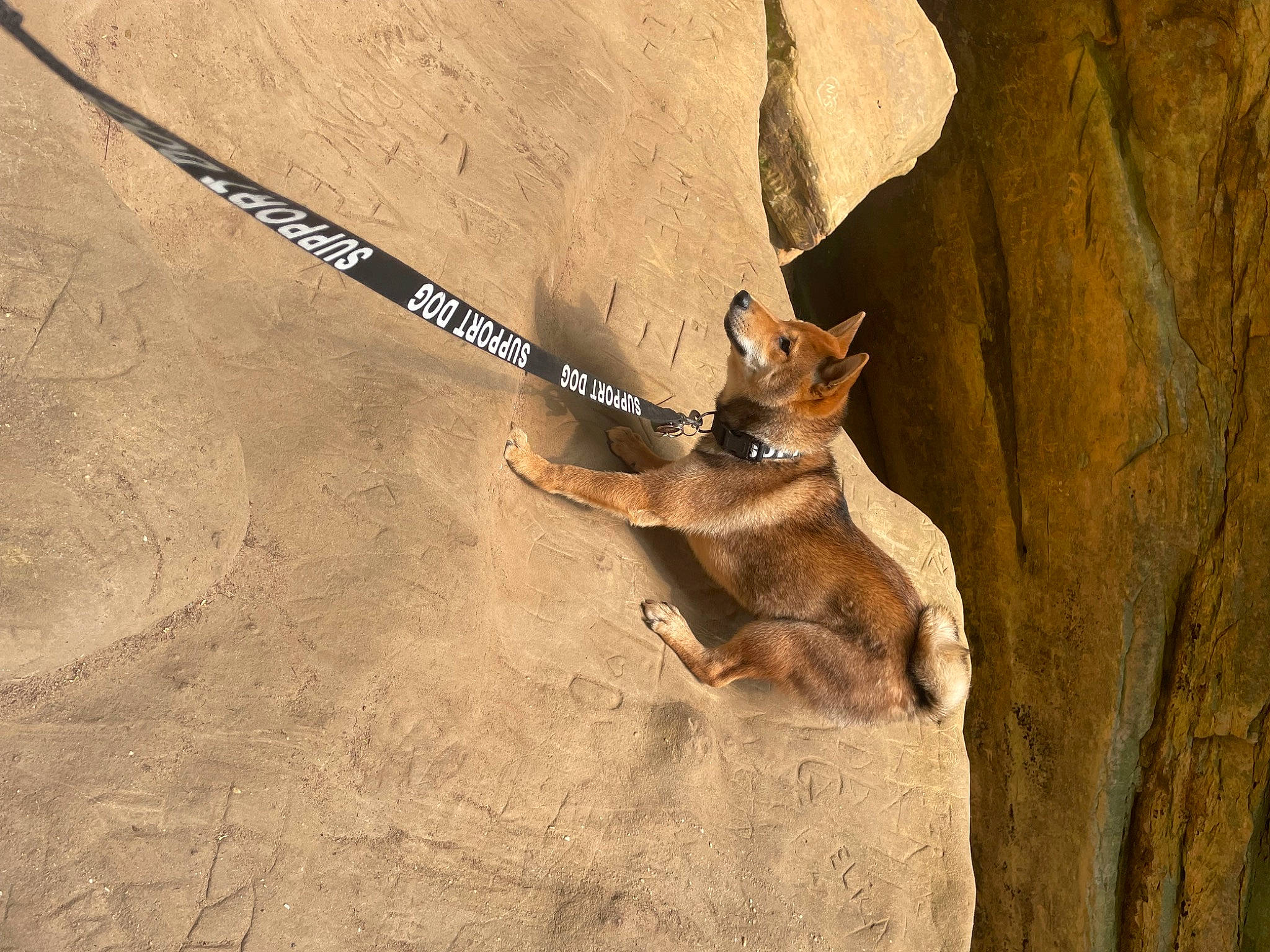 Elijah is registered to the contest to win money with this photo: antelope_squirrels, bat, bedrock, carnivore, fawn, felidae, fur, landscape, marsupial, rock, shadow, small_to_medium_sized_cats, snout, soil, tail, terrestrial_animal, trunk, wildlife, wood