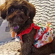 Bella joined the competition — help win amazing prizes! animal, brown_dog, calm, clothing, collar, couch, cozy, cute, dog, dress, floral_pattern, fluffy, furniture, indoor, leisure, patterned, pet, red_trim, sitting, tag