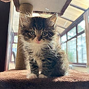 Miso joined the competition — help win amazing prizes! kitten, cat, furry, cute, pet, indoor, cat_tree, brown, whiskers, small, young, fur, portrait, animal, domestic, window, sunlight, curious, sitting, feline