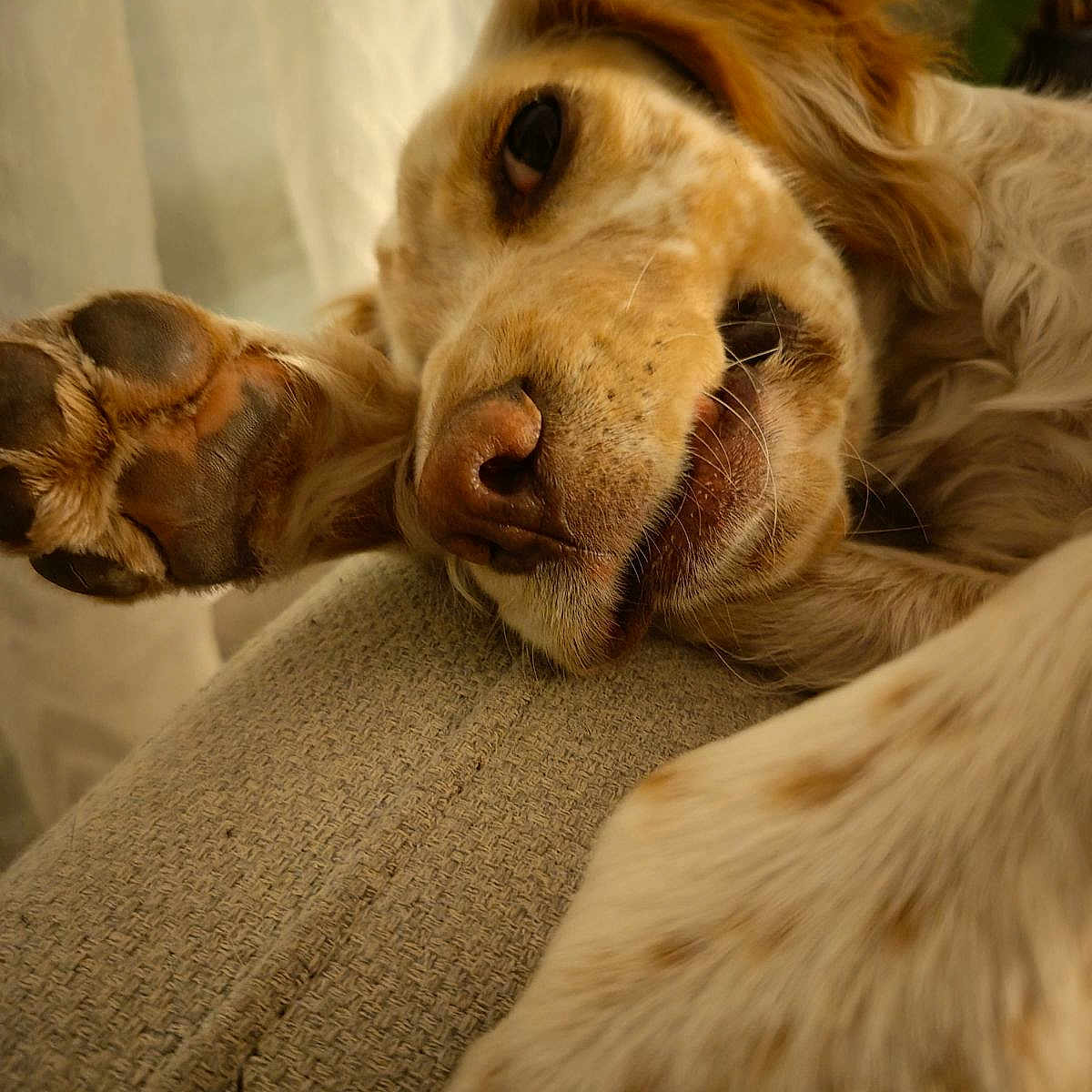 Ukita a rejoint le concours — aidez-le/la à gagner de superbes lots ! animal, ball, bodypart, canine, chair, cockerspaniel, couch, dog, furniture, goldenretriever, hound, lion, mouth, person, pet, pointer, puppy, sleeping, snout, terrier