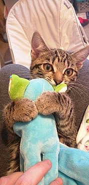 Leona is registered to the contest to win money with this photo: carnivore, cat, claw, comfort, domestic_short_haired_cat, fawn, felidae, fur, mammal, nap, paw, selfie, sitting, small_to_medium_sized_cats, snout, tail, terrestrial_animal, tree, vertebrate, whiskers