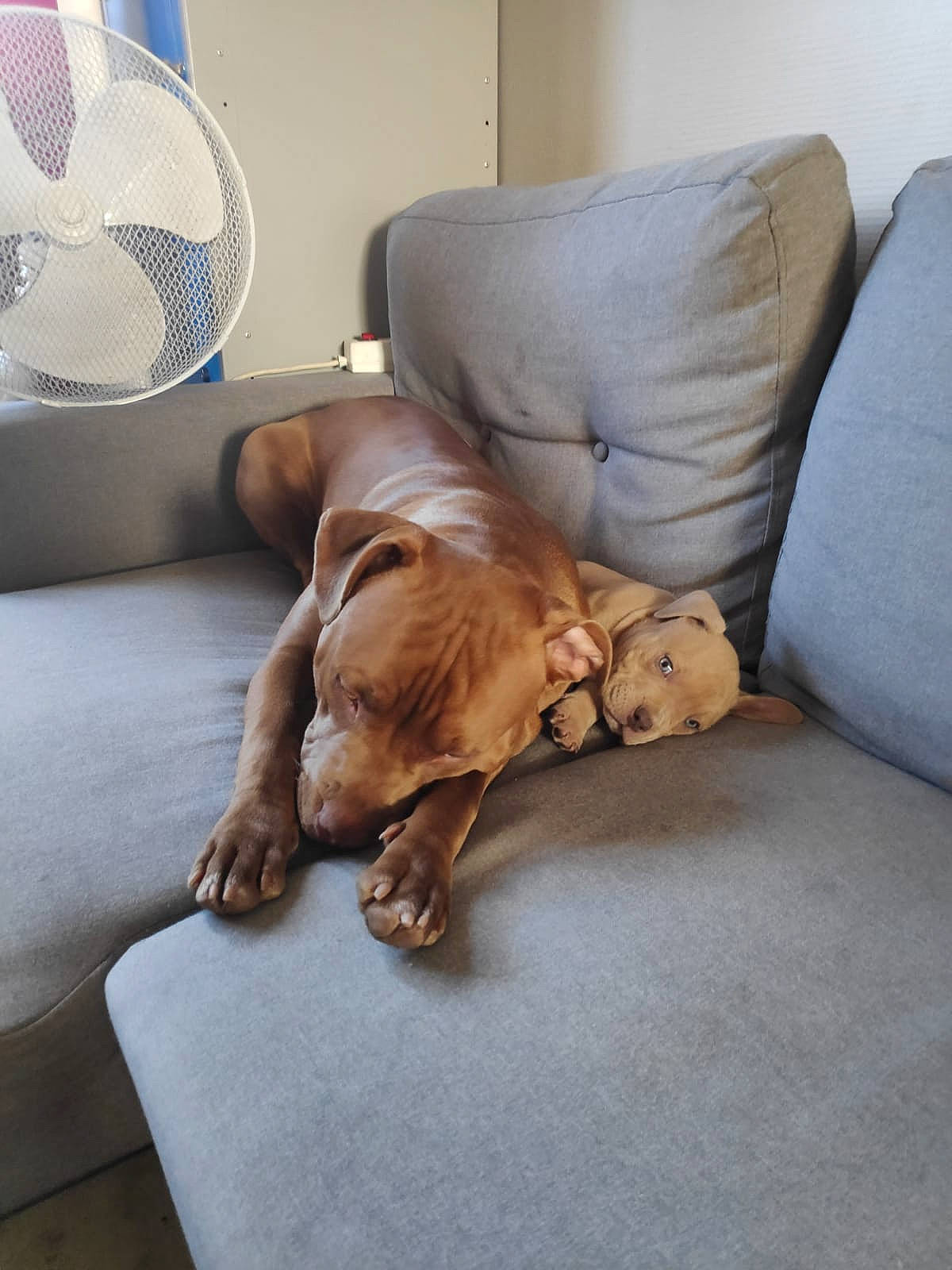 Ruben a rejoint le concours — aidez-le/la à gagner de superbes lots ! bedding, carnivore, comfort, companion_dog, couch, dog, dog_breed, fawn, floor, flooring, fur, hardwood, linens, liver, mechanical_fan, room, studio_couch, tail, wood, working_animal