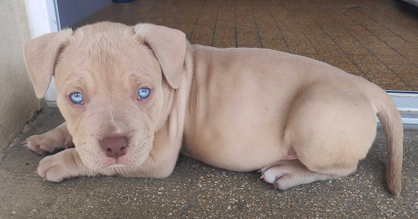 Ruben participe au concours pour gagner de l'argent avec cette photo : canidae, carnivore, collar, comfort, companion_dog, dog, dog_breed, ear, eye, fawn, fur, liver, non_sporting_group, paw, puppy, sporting_group, terrestrial_animal, whiskers, working_animal, wrinkle