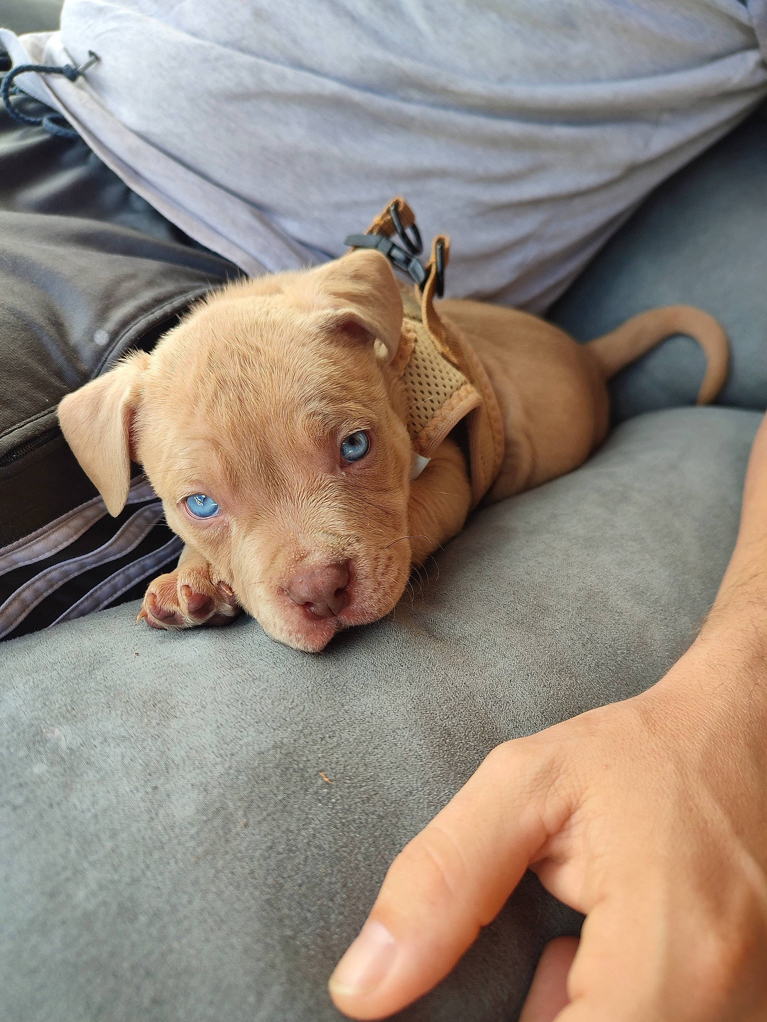 Ruben participe au concours pour gagner de l'argent avec cette photo : carnivore, comfort, companion_dog, dog, dog_breed, fawn, finger, fur, linens, liver, luggage_and_bags, nail, non_sporting_group, paw, sporting_group, terrestrial_animal, whiskers, wood, working_animal, wrinkle