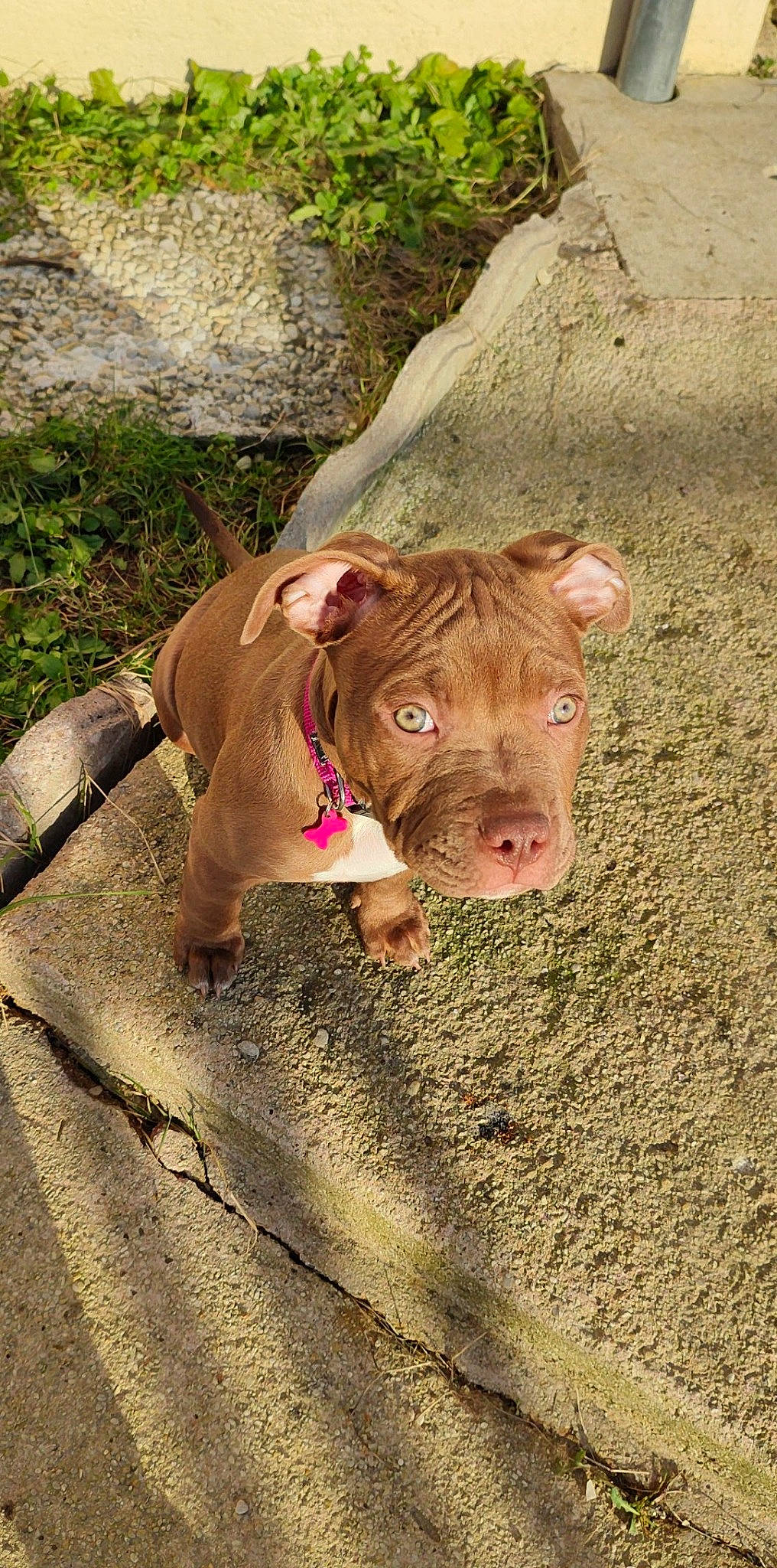 Sysu participe au concours pour gagner de l'argent avec cette photo : canidae, dog_breed, domestic_pig, fawn, flesh, grass, landscape, liver, livestock, plant, snout, soil, sporting_group, suidae, terrestrial_animal, toy, wildlife, wood, working_animal, wrinkle