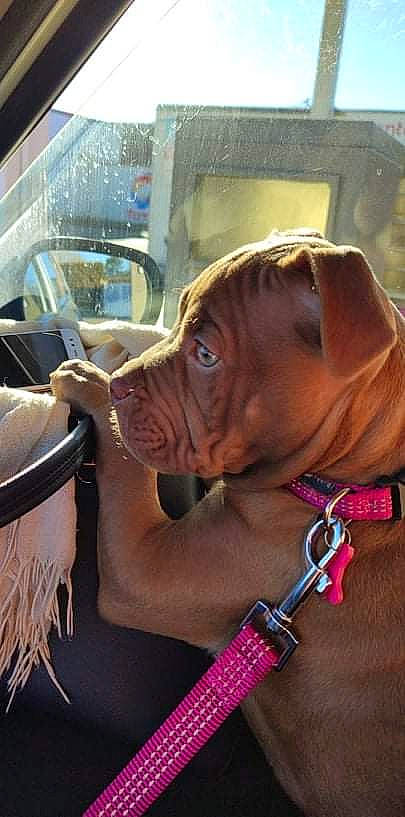 Sysu a rejoint le concours — aidez-le/la à gagner de superbes lots ! canidae, carnivore, collar, companion_dog, dog, dog_breed, dog_collar, dog_supply, ear, fashion_accessory, fawn, leash, liver, pet_supply, snout, sporting_group, window, windshield, working_animal, wrinkle