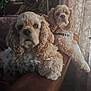 dog, curly_fur, sofa, indoor, pet, cocker_spaniel, brown, relaxed, collar, window, curtains, fluffy, two_dogs, furniture, companion, domestic, animal, resting, living_room, closeup