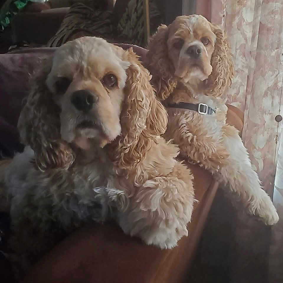 Winston And Madison joined the competition — help win amazing prizes! animal, brown, closeup, cocker_spaniel, collar, companion, curly_fur, curtains, dog, domestic, fluffy, furniture, indoor, living_room, pet, relaxed, resting, sofa, two_dogs, window