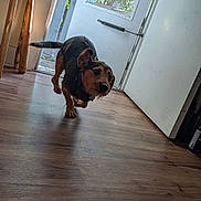 Buddy joined the competition — help win amazing prizes! dog, puppy, pet, animal, canine, black_and_brown, standing, walking, running, indoor, wooden_floor, open_door, doorway, window, home, sunlight, shadow, portrait, low_angle, motion