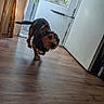 dog, puppy, pet, animal, canine, black_and_brown, standing, walking, running, indoor, wooden_floor, open_door, doorway, window, home, sunlight, shadow, portrait, low_angle, motion