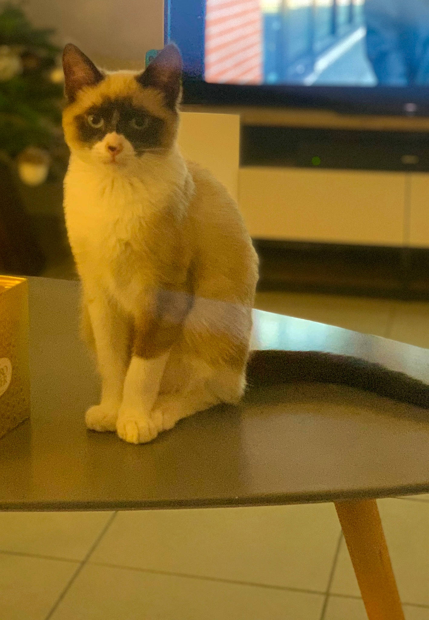 Mallow a rejoint le concours — aidez-le/la à gagner de superbes lots ! box, cable_television, carnivore, cat, domestic_short_haired_cat, fawn, felidae, flooring, fur, hardwood, led_backlit_lcd_display, paw, siamese, small_to_medium_sized_cats, snout, tail, television, thai, whiskers, wood