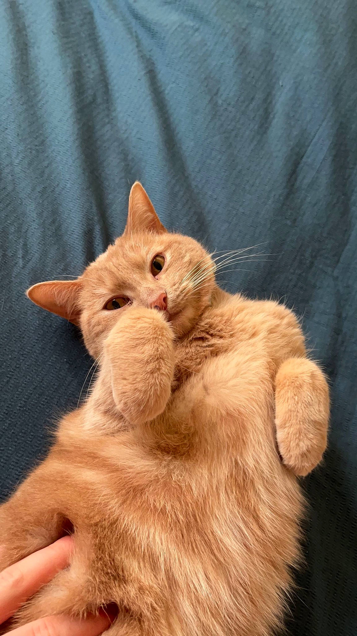 Garfield a rejoint le concours — aidez-le/la à gagner de superbes lots ! carnivore, cat, claw, comfort, domestic_short_haired_cat, ear, fawn, felidae, fur, gesture, paw, peach, small_to_medium_sized_cats, snout, tail, terrestrial_animal, whiskers, wood, working_animal